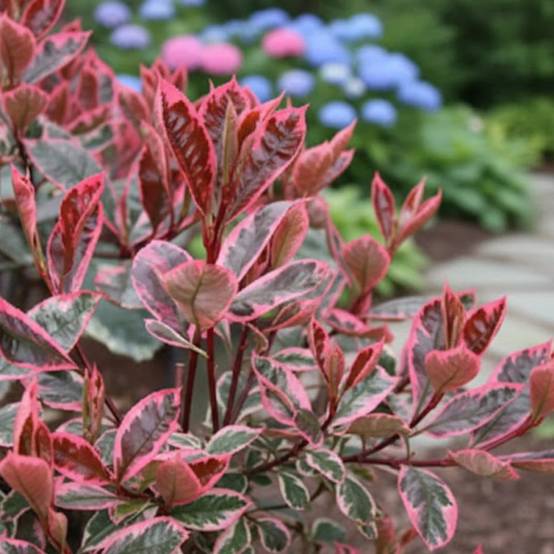 Photinia Louise® 'McLarlou' à fleurs Blanche - feuillage Persistant - Godet - 5/20 cm- hauteur à maturité De 2,50 m à 3,00 m - Image 4
