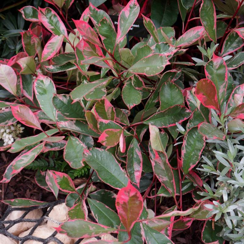 Photinia Louise® 'McLarlou' à fleurs Blanche - feuillage Persistant - Godet - 5/20 cm-  hauteur à maturité De 2,50 m à 3,00 m - Image 7