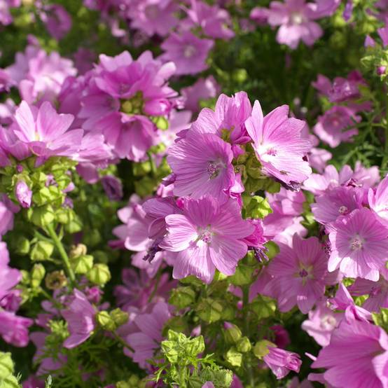 Graines de Mauve musquée Rosea - Malva moschata le sachet de 40 graines environ (0,1g)