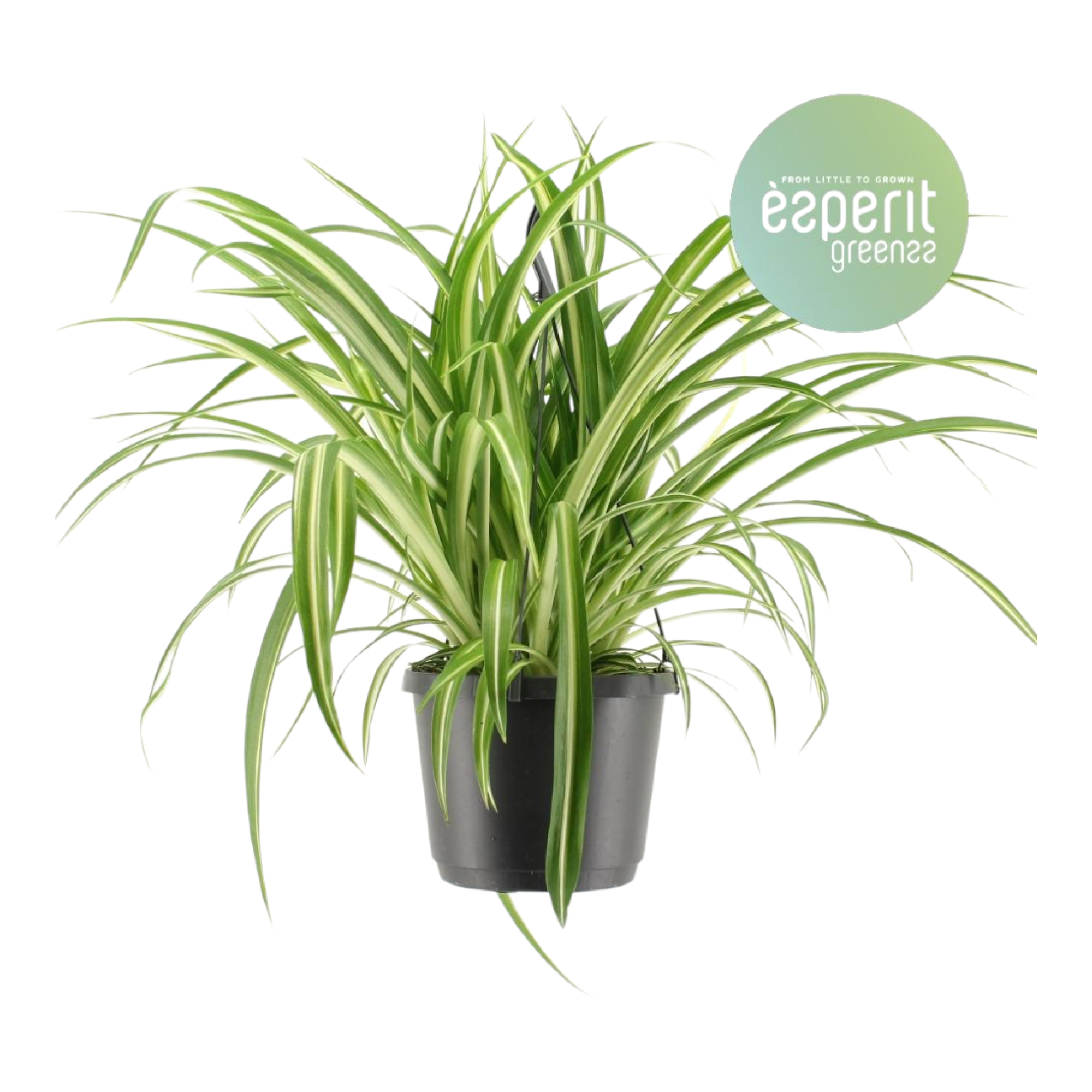 La Green Touch - Chlorophytum variegata 30cm - Plante d'intérieur- La Green Touch - Imagen 1
