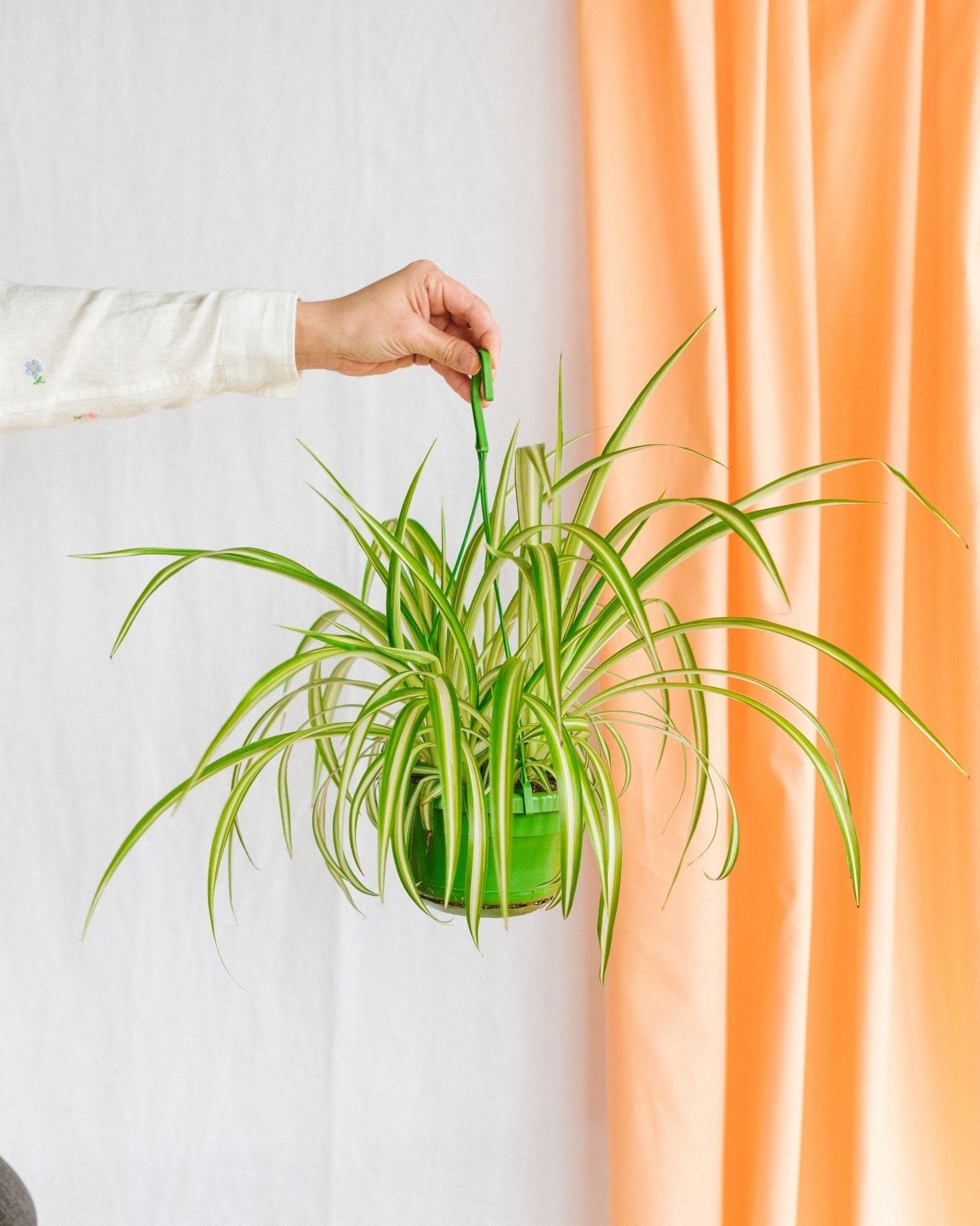 La Green Touch - Chlorophytum variegata 30cm - Plante d'intérieur- La Green Touch - Imagen 2