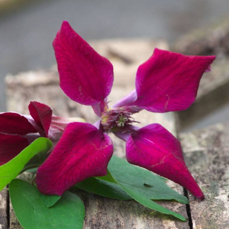 Clématite texensis Gravetye Beauty à fleurs Rouge - feuillage Caduc - Pot de 1,5L - Tuteur bambou 30/60 cm-  hauteur à maturité De 1,00 m à 1,50 m - Imagen 5