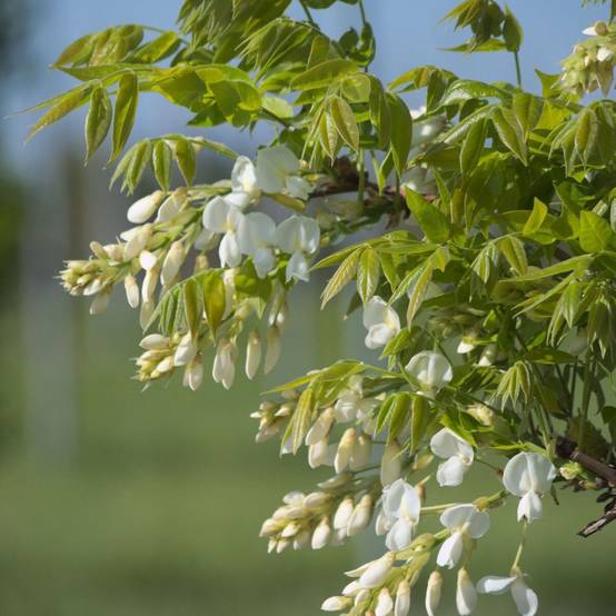 Glycine soyeuse Kapiteyn Fuji à fleurs Blanche - feuillage Caduc - Pot de 3L - Echelle bambou 60/120 cm- hauteur à maturité De 5,00 m à 10,00 m - Image 5