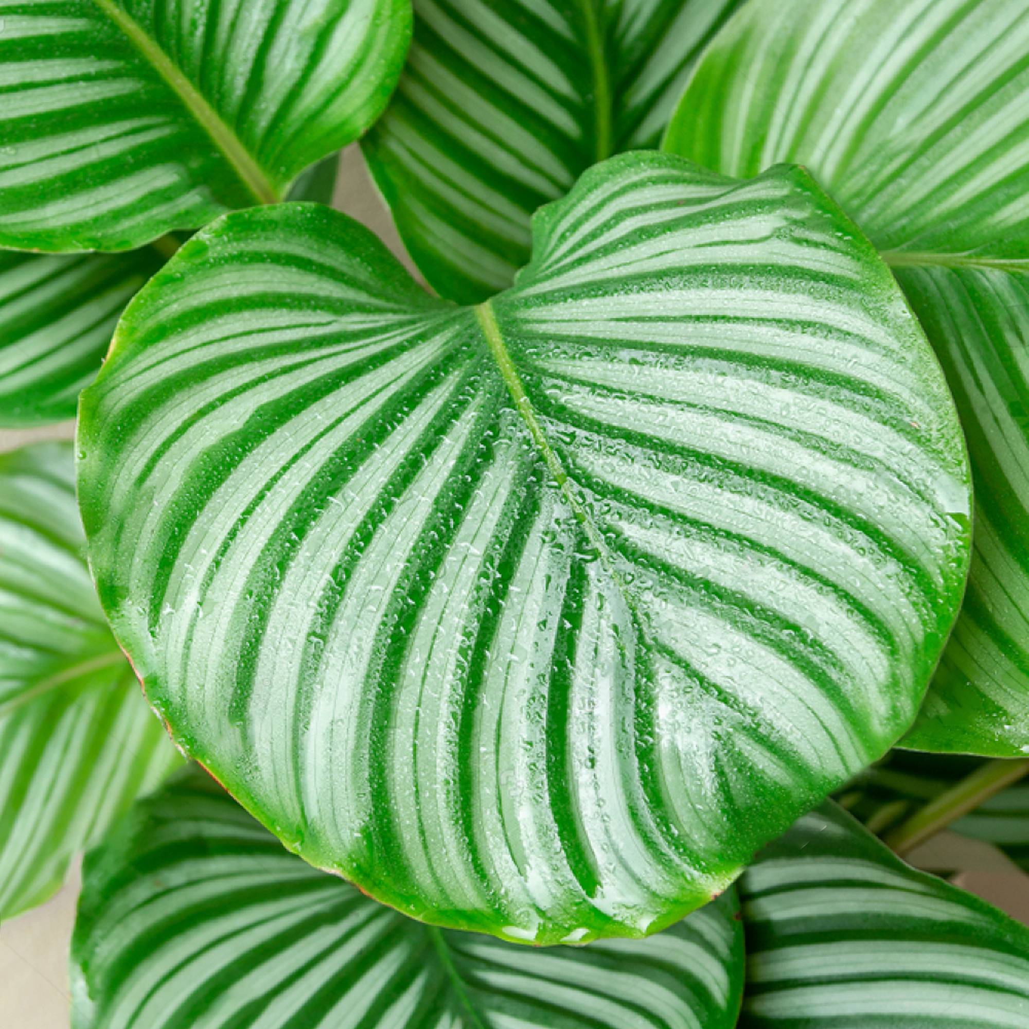 Gardenersdream - Plante Paon Calathea Qualité Supérieure | 30-40Cm En Pot | Plante D'Intérieur À Vendre - GardenersDream - Imagen 1