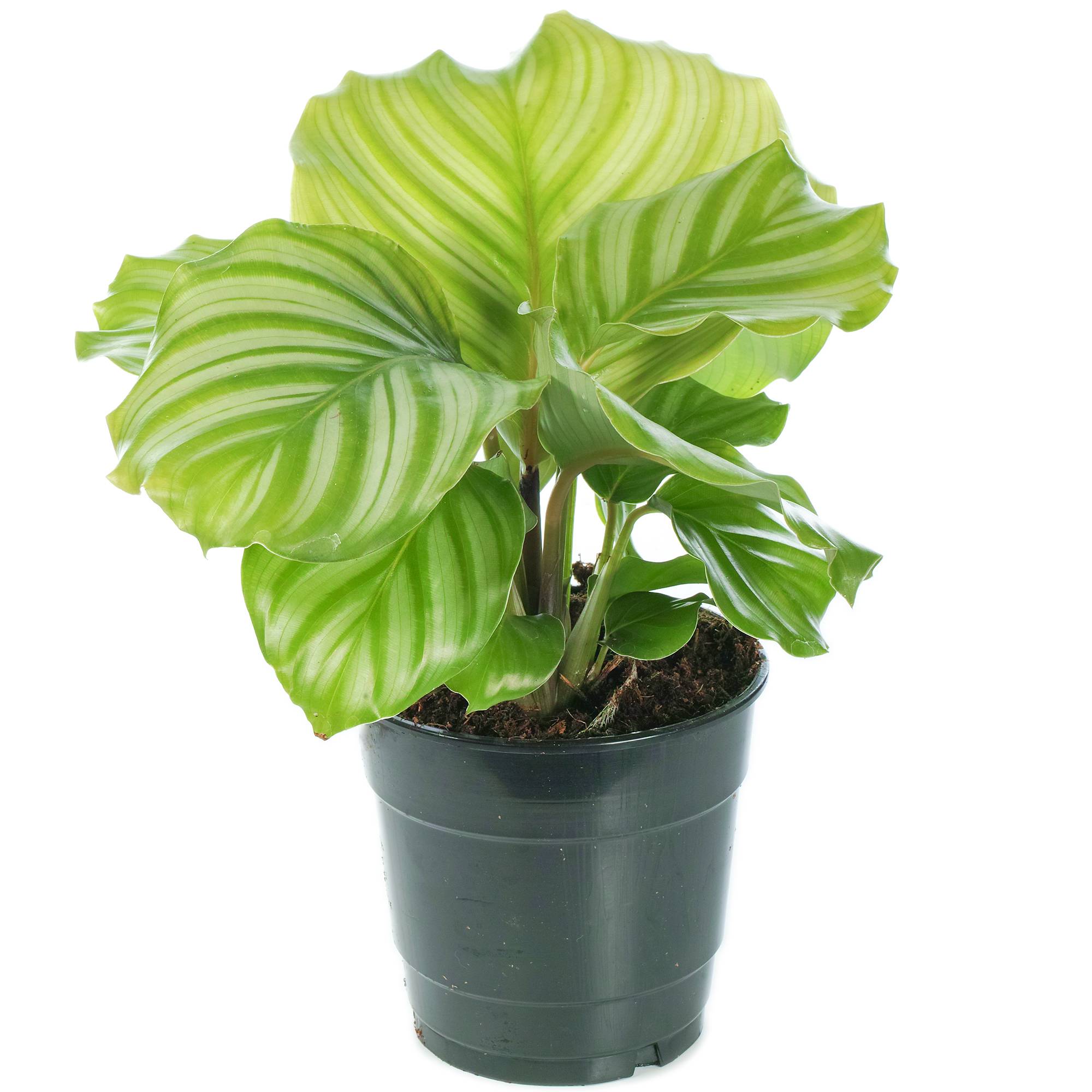 Gardenersdream - Plante Paon Calathea Qualité Supérieure | 30-40Cm En Pot | Plante D'Intérieur À Vendre - GardenersDream - Imagen 2