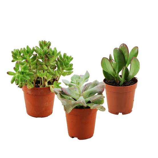 Plantes Grasses Mix - D5