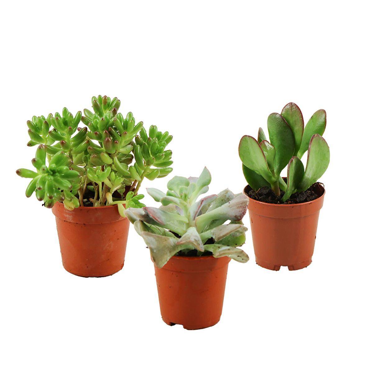 Plantes Grasses Mix - D5