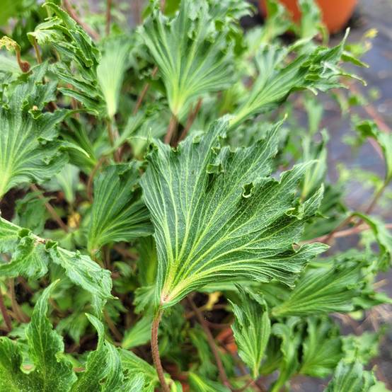 Promesse de Fleurs - Lierre commun - Hedera helix Ivalace Mutation Godet de 8/9 cm
