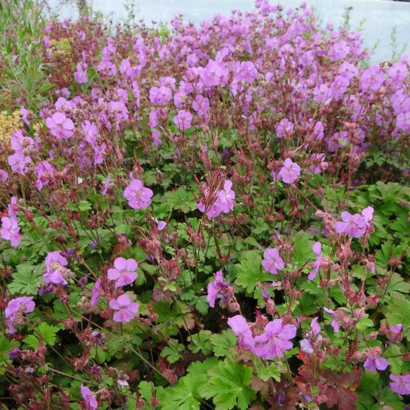Géranium vivace Cambridge à fleurs Rose/ - feuillage Persistant - Godet - 5/20 cm