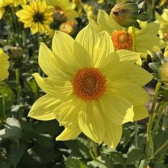 Dahlia paysage Tournesol Bulbe calibre I