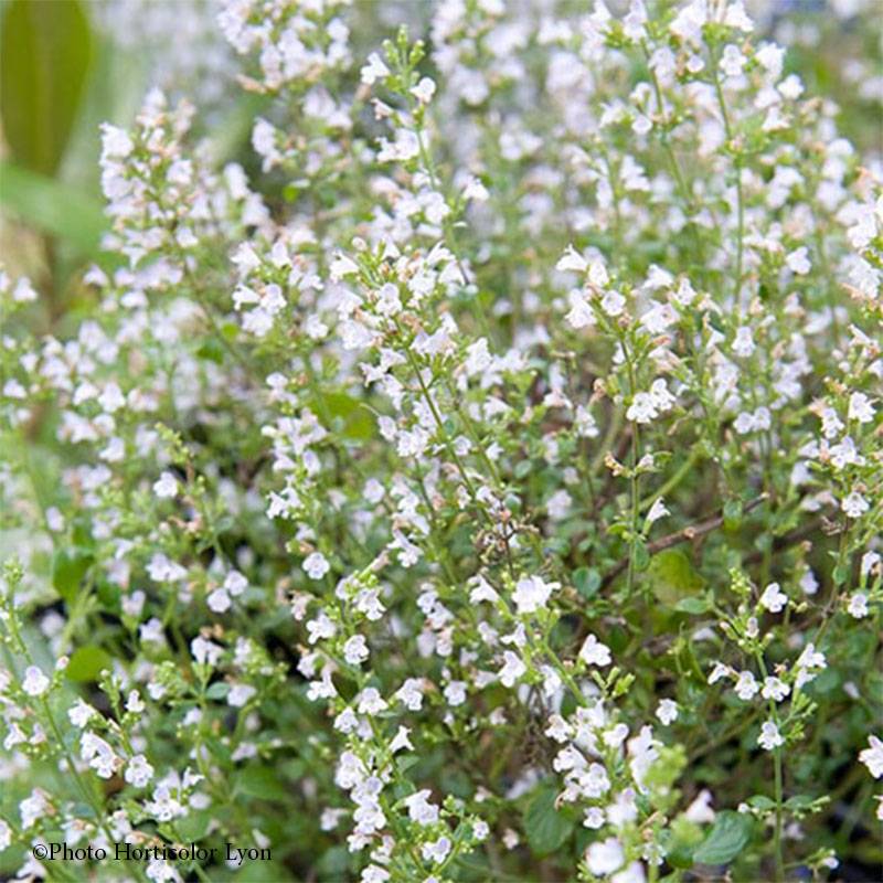 Calamintha sylvatica Menthe - Sariette des bois Godet de 8/9 cm
