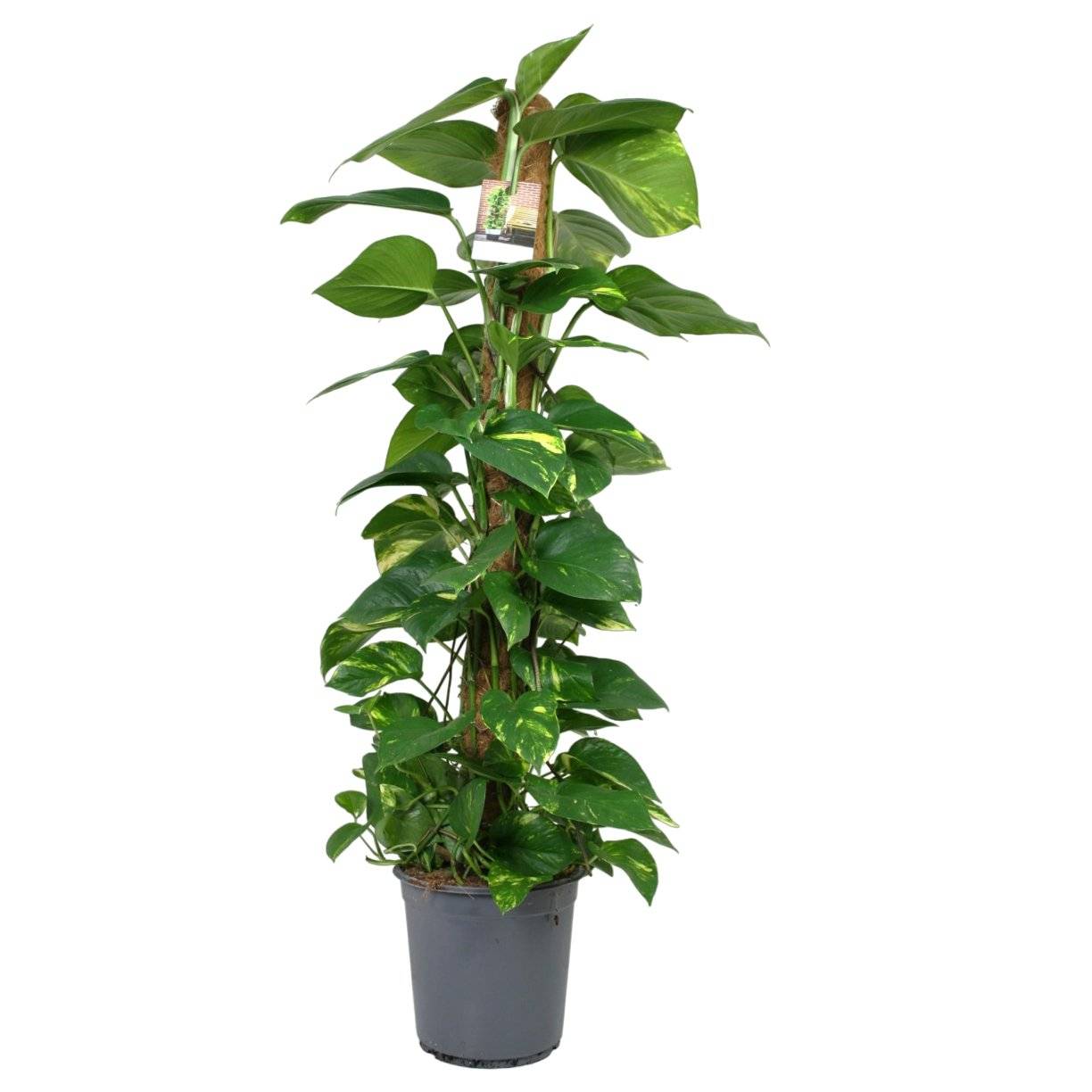 Scindapsus Epipremnum - D24 H120cm