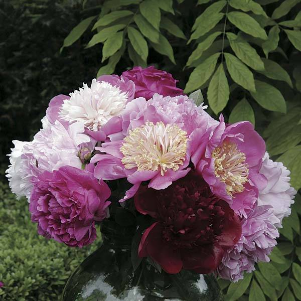 Collection Bouquet De Pivoines - Collection de 4 plantes