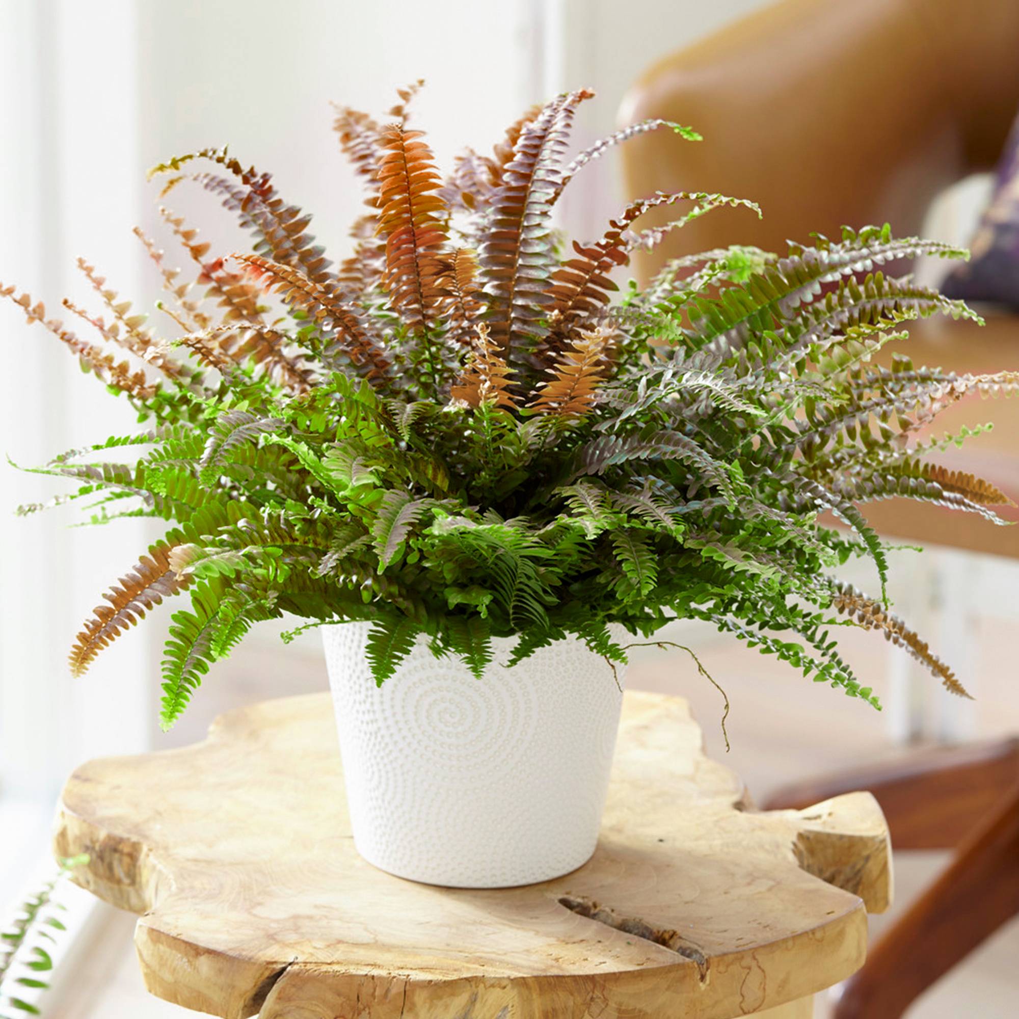 Gardenersdream - 1 X Pteris Tricolor - Fougère Coloré | Plante Idéale Pour La Maison Ou Le Bureau - GardenersDream - Image 1