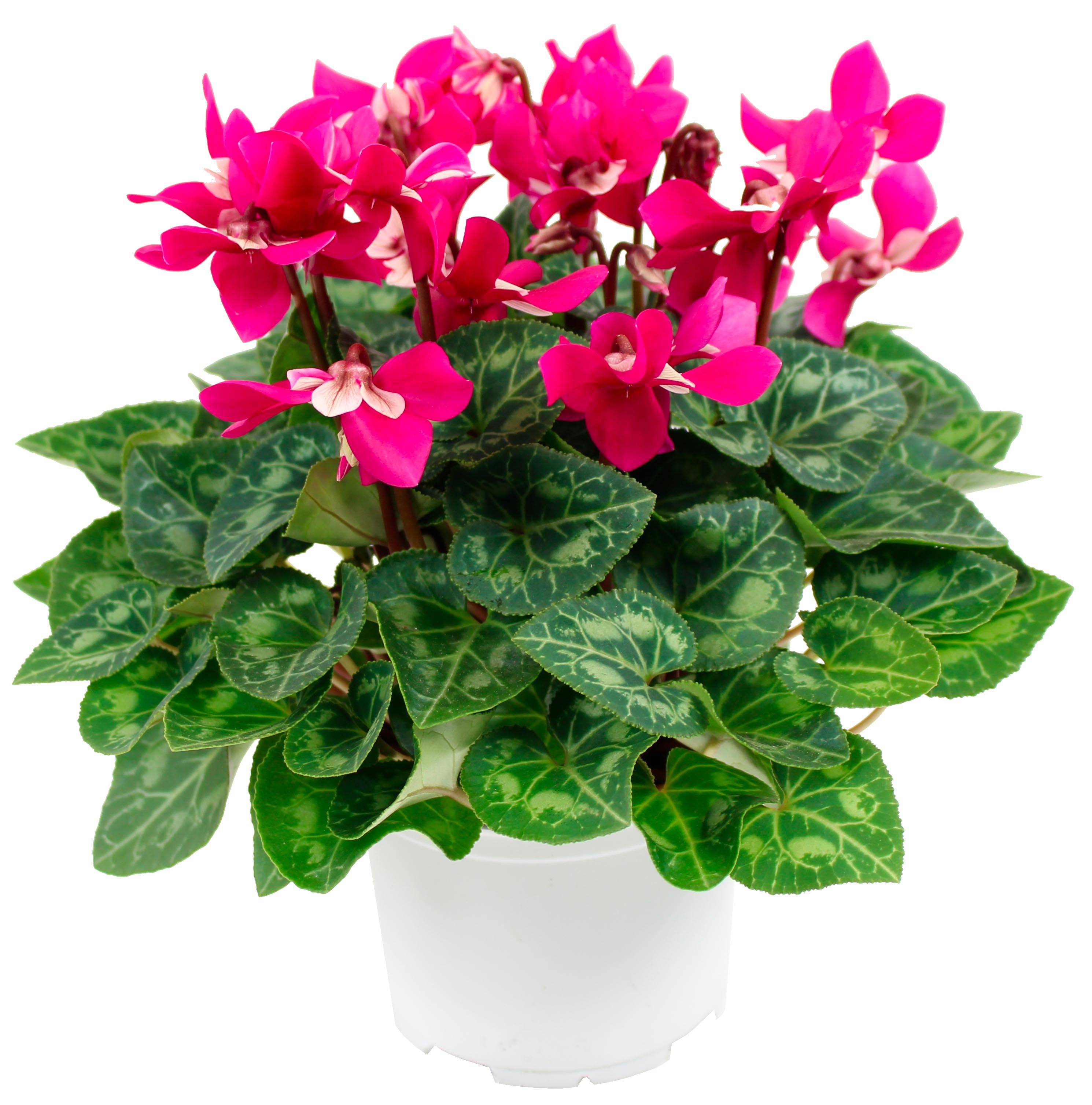 Fleuron D'Anjou - CYCLAMEN MINI DJIX Pot 10,5 cm