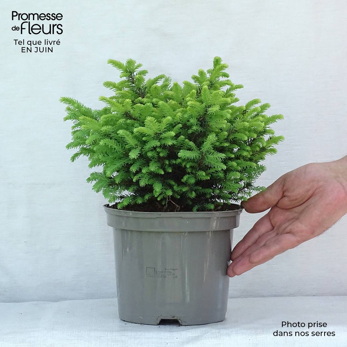 Promesse de Fleurs - Epicea de Serbie - Picea omorika Karel Pot de 2L/3L - Image 2
