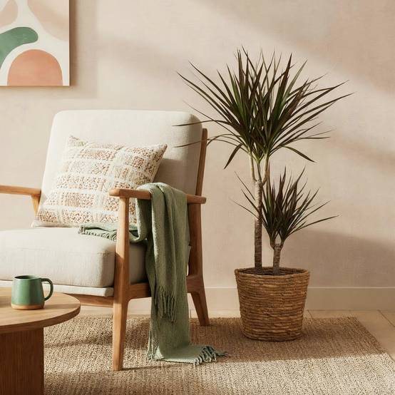 La Green Touch - Dracaena Magenta - D21 H100cm - Image 1