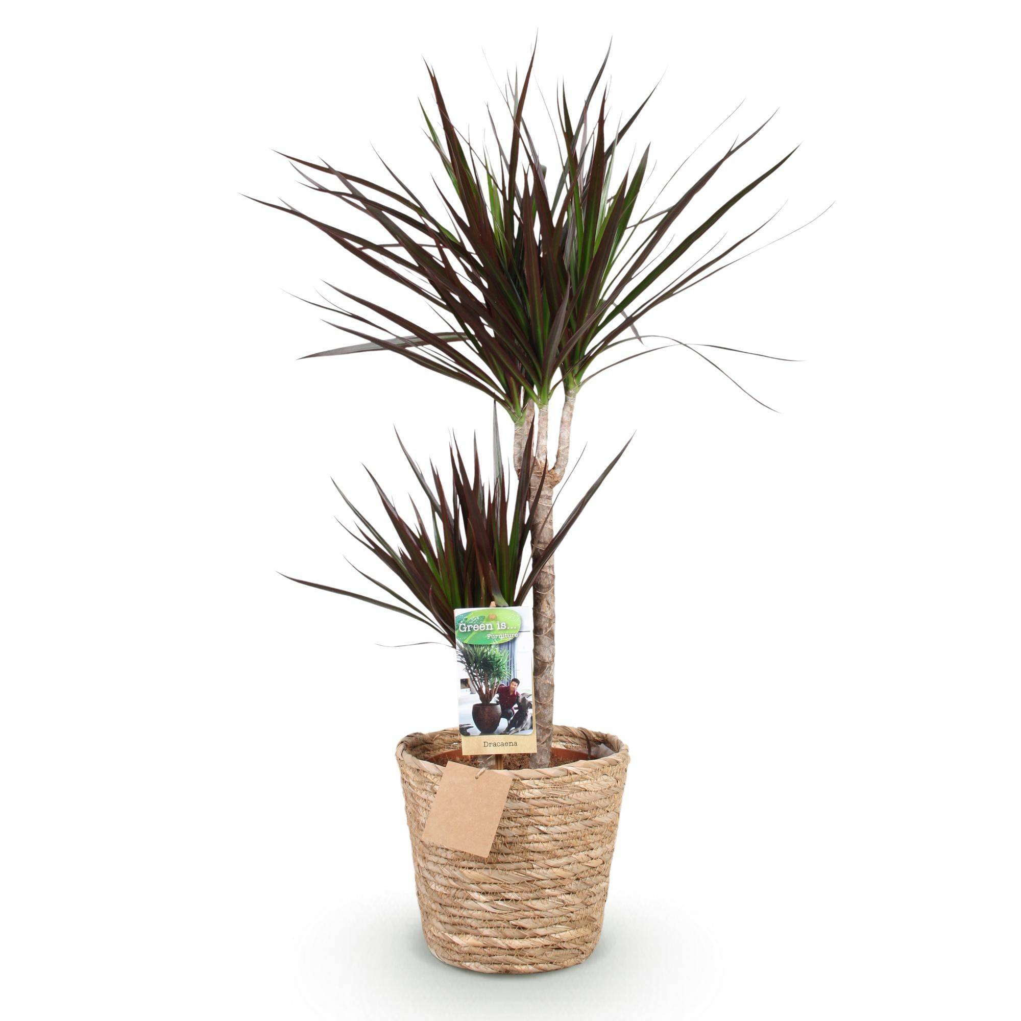 La Green Touch - Dracaena Magenta - D21 H100cm - Image 4