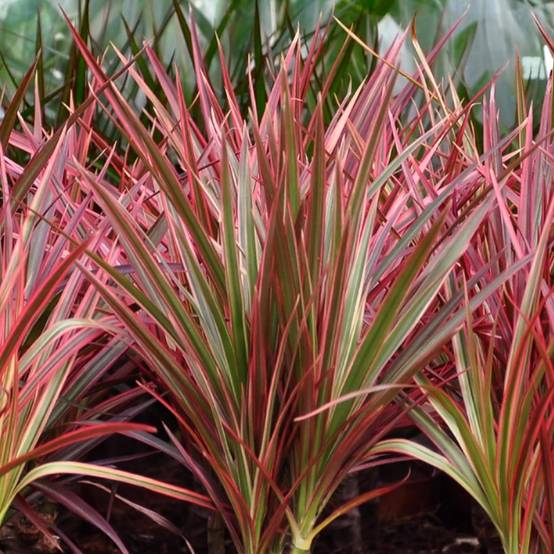 La Green Touch - Dracaena Magenta - D21 H100cm - Image 5