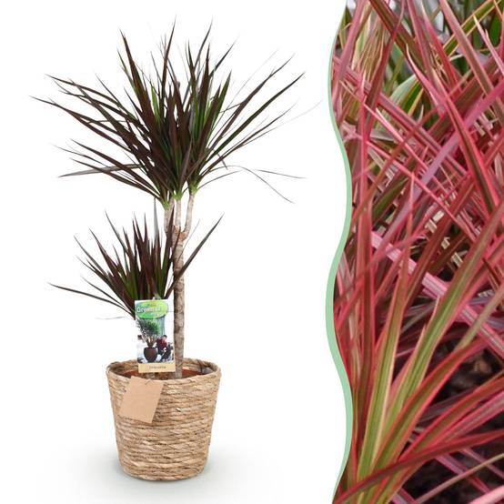 La Green Touch - Dracaena Magenta - D21 H100cm - Image 3