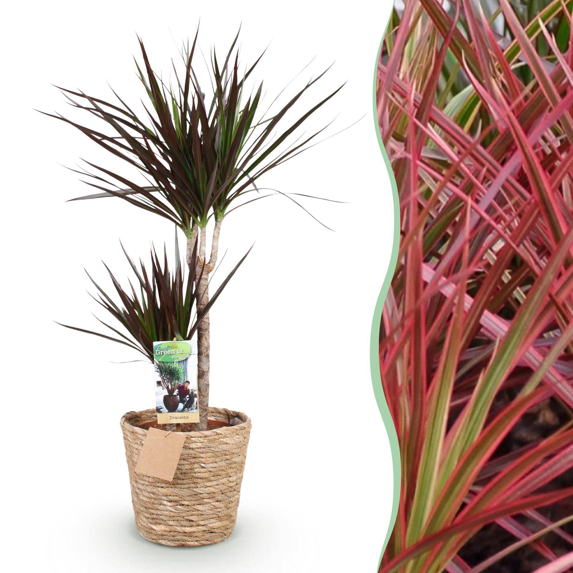 La Green Touch - Dracaena Magenta - D21 H100cm - Image 3