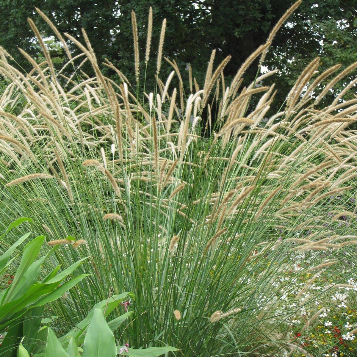 Promesse de Fleurs - Pennisetum macrourum - Herbe aux écouvillons Pot de 2L/3L
