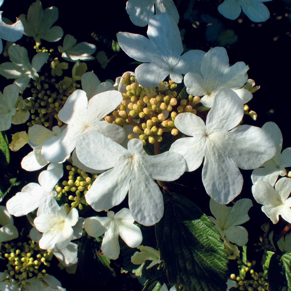 Promesse de Fleurs - Viorne - Viburnum plicatum Shirogami Pot de 3L/4L