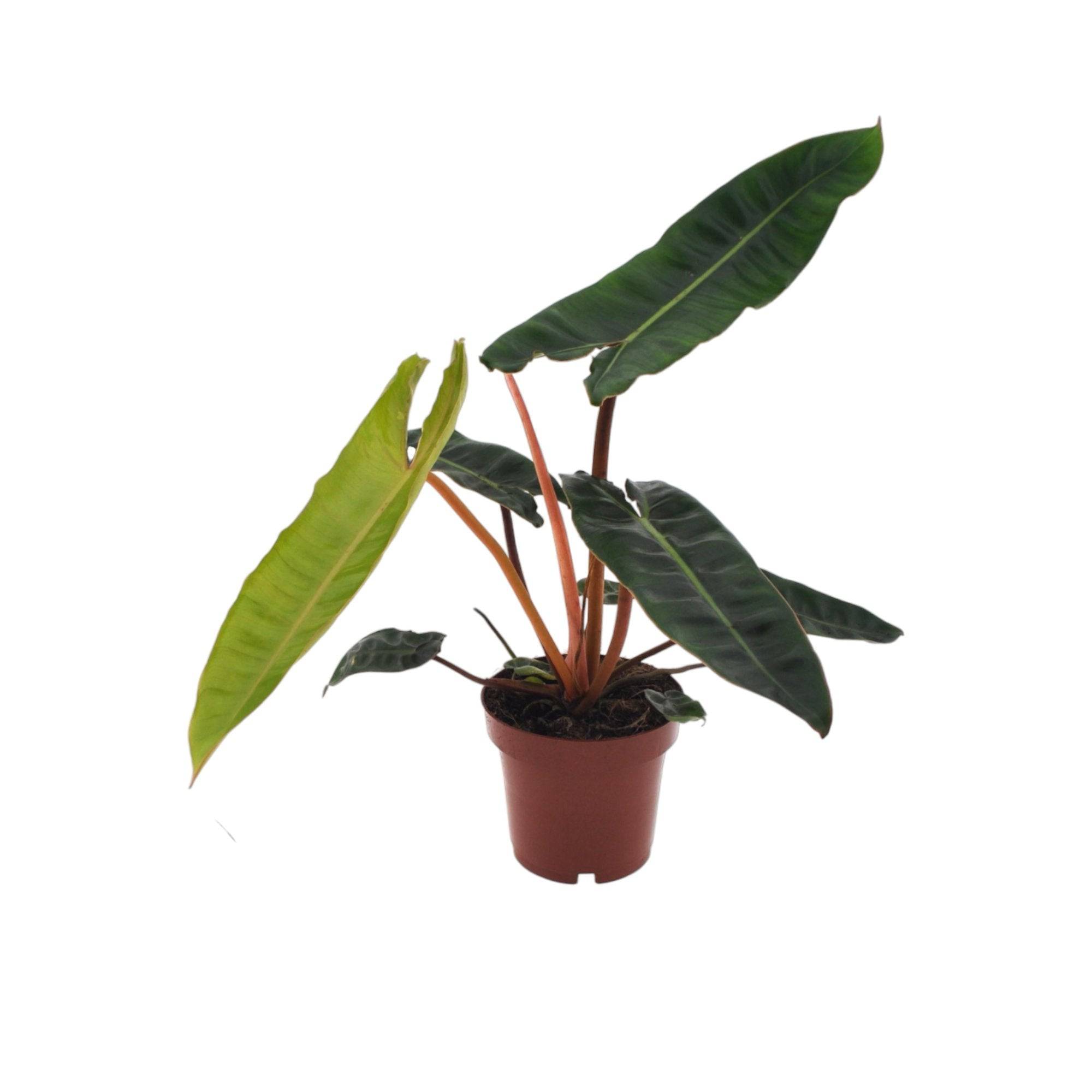 Philodendron Billietiae 25cm - Plante d'intérieur- La Green Touch - Imagen 2