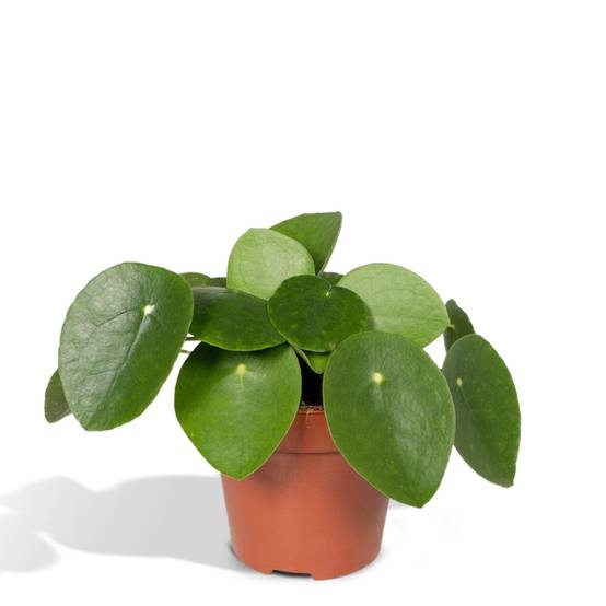 Pilea Peperomiodes h20.0cm 20cm - Plante d'intérieur- La Green Touch - Image 1
