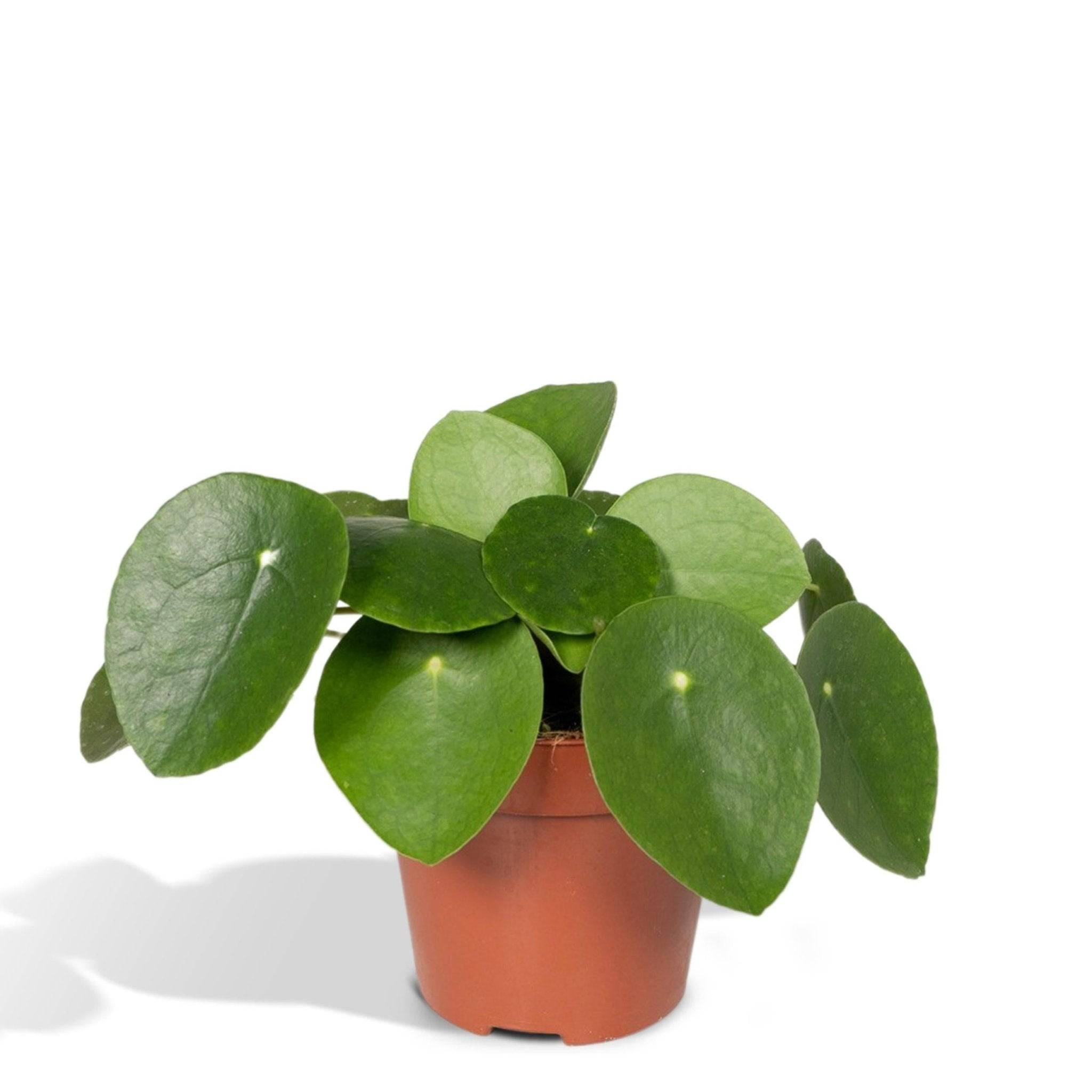 Pilea Peperomiodes  h20.0cm 20cm - Plante d'intérieur- La Green Touch - Image 1