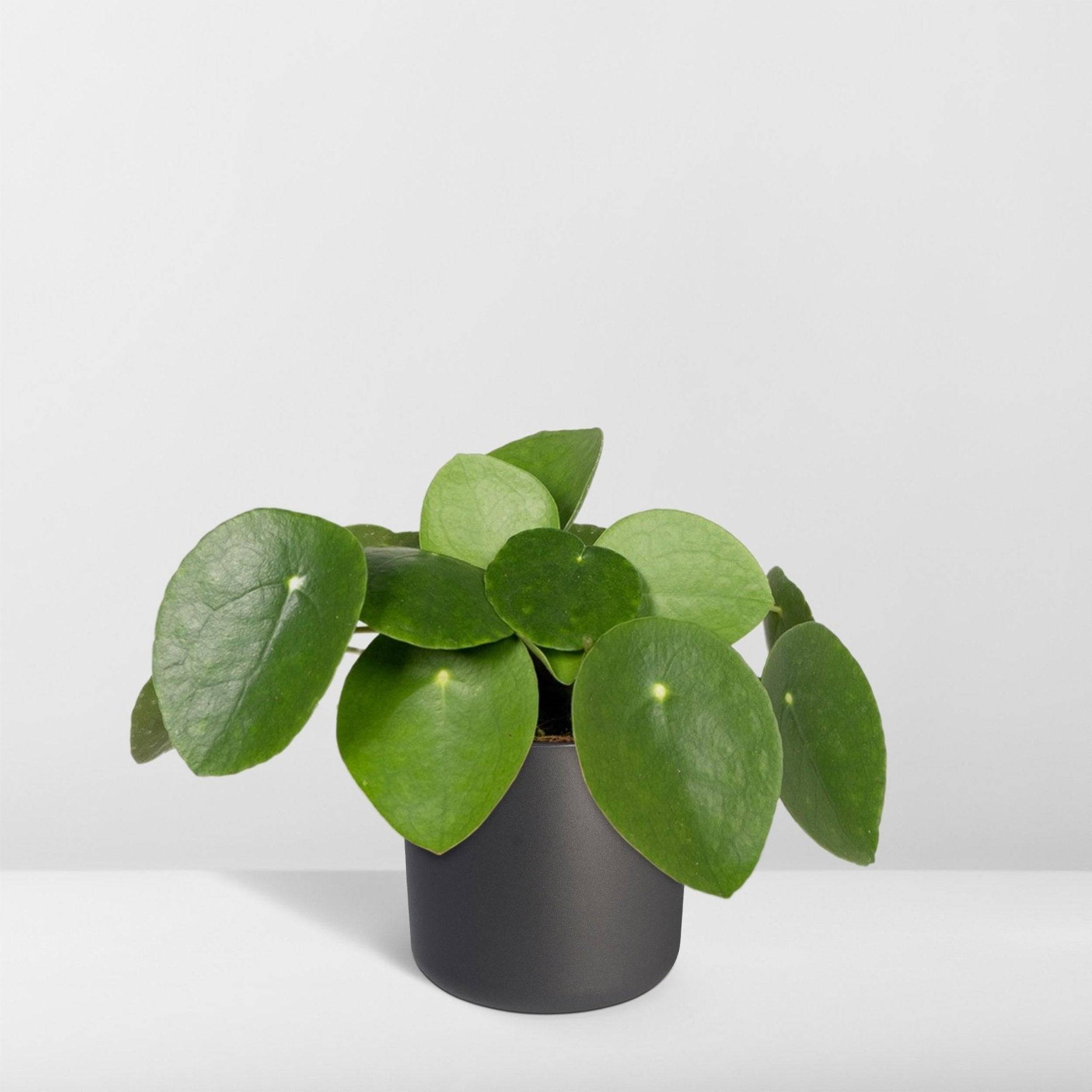 Pilea Peperomiodes  h20.0cm 20cm - Plante d'intérieur- La Green Touch - Image 8