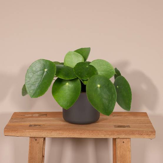 Pilea Peperomiodes h20.0cm 20cm - Plante d'intérieur- La Green Touch - Image 3