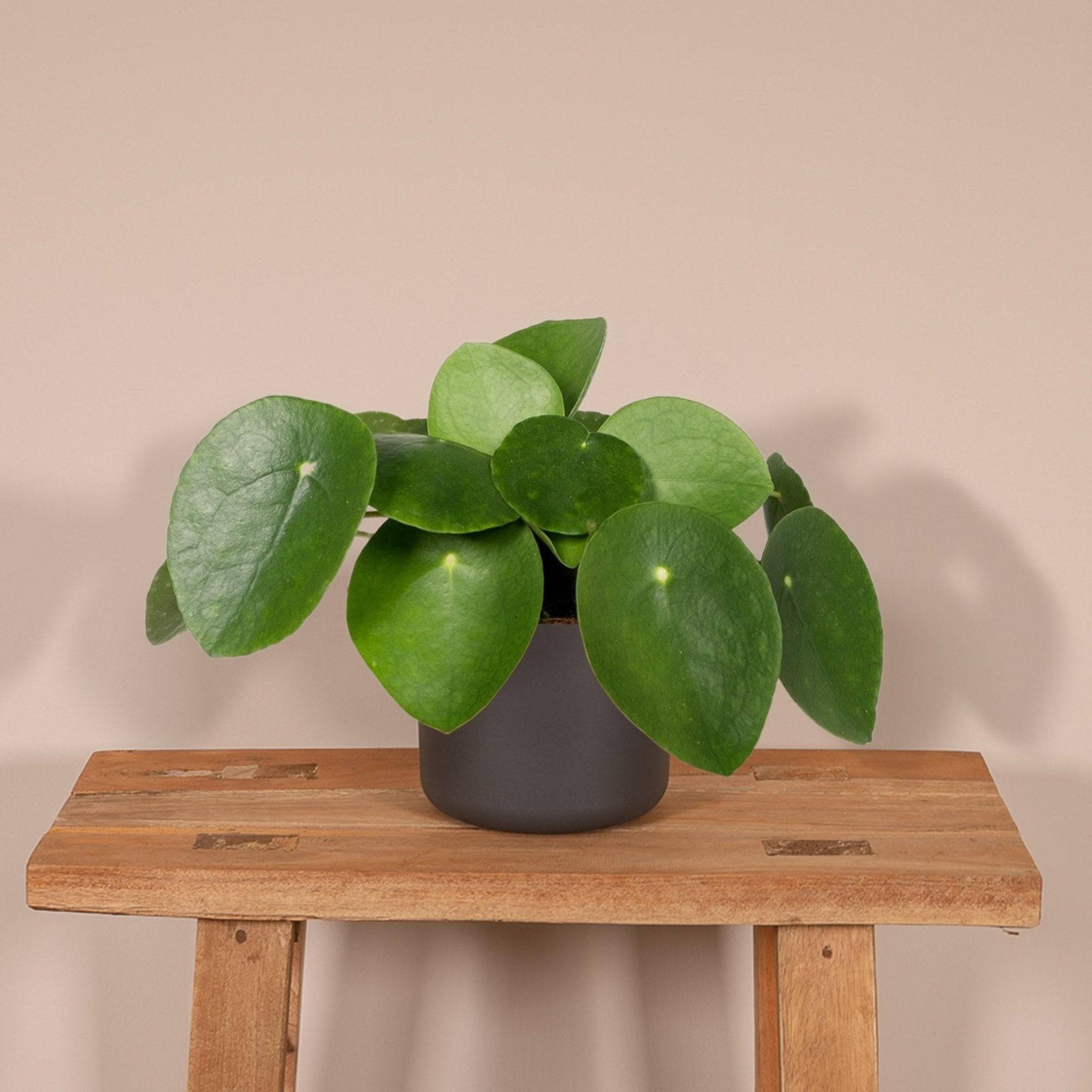 Pilea Peperomiodes  h20.0cm 20cm - Plante d'intérieur- La Green Touch - Image 3