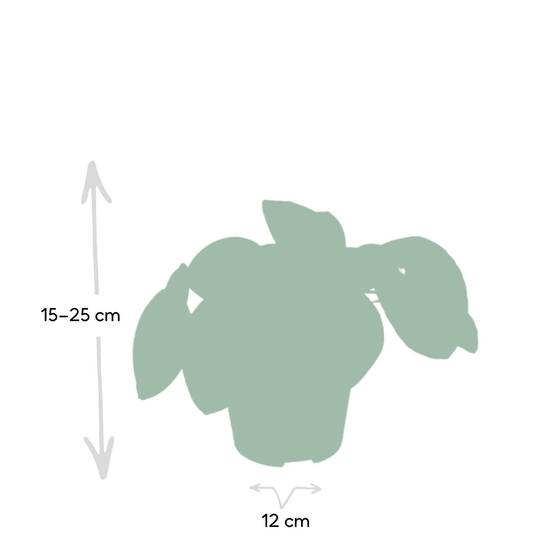 Pilea Peperomiodes h20.0cm 20cm - Plante d'intérieur- La Green Touch - Image 5