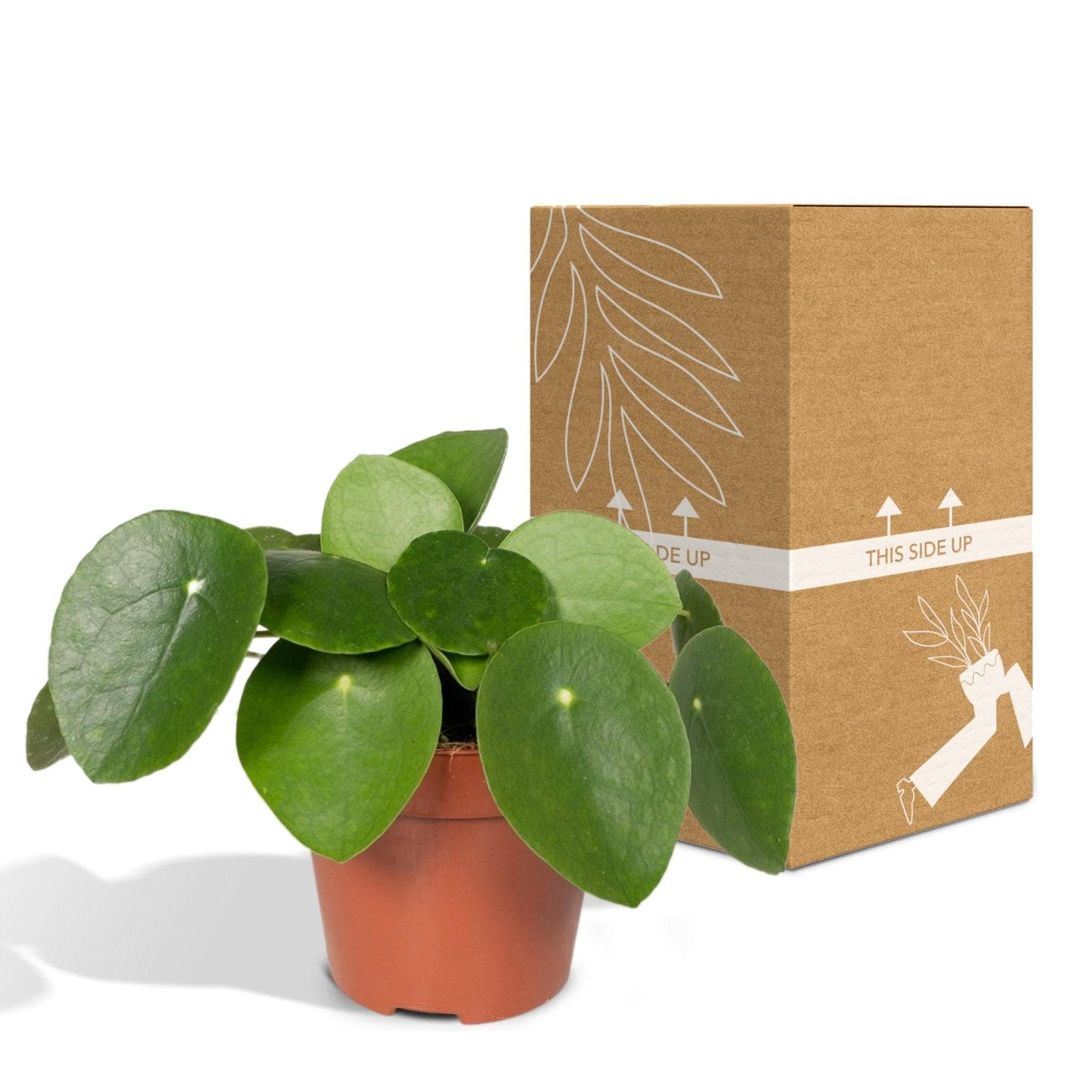 Pilea Peperomiodes  h20.0cm 20cm - Plante d'intérieur- La Green Touch - Image 6