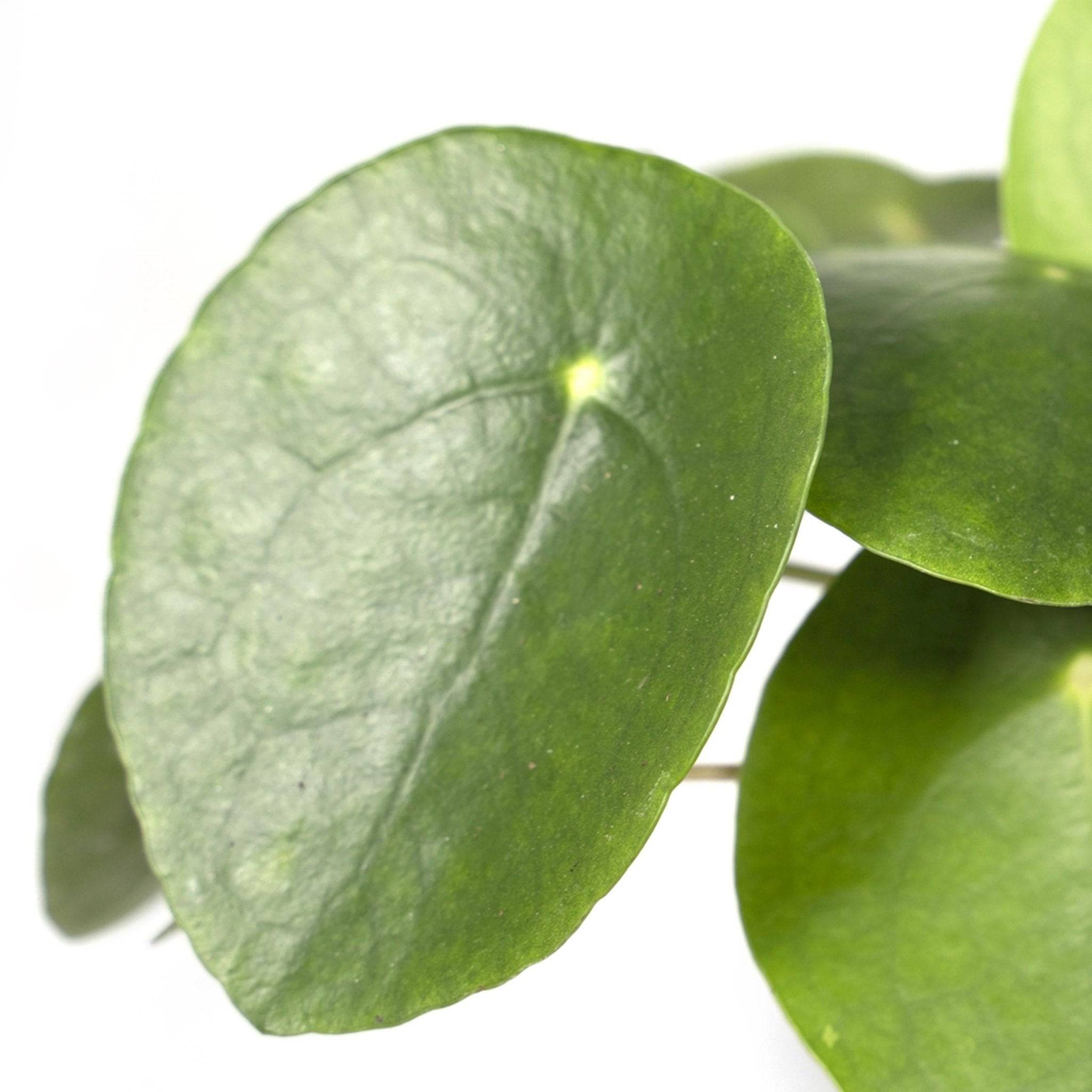 Pilea Peperomiodes  h20.0cm 20cm - Plante d'intérieur- La Green Touch - Image 4