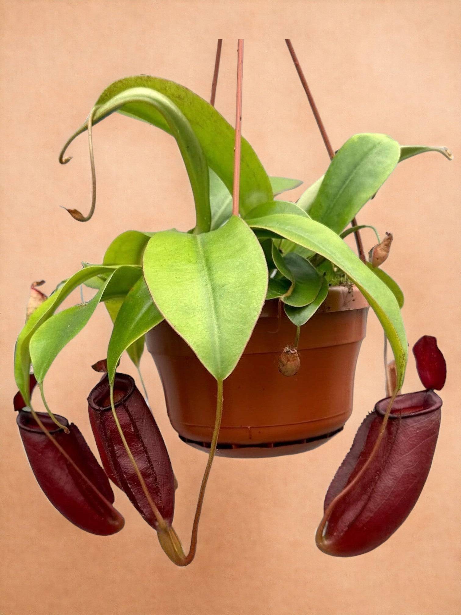 Nepenthes Monkey Jars Diana- La Green Touch