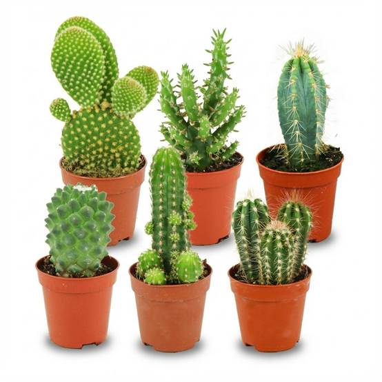 La Green Touch - Mix Mini Cactus - Image 2