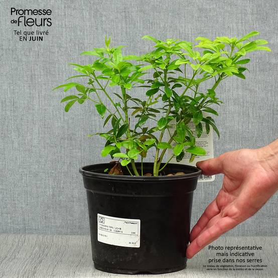 Choisya ternata Sundance - Oranger du Mexique Pot de 2L/3L - Image 2