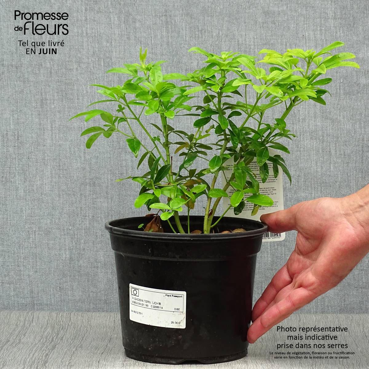 Choisya ternata Sundance - Oranger du Mexique Pot de 2L/3L - Image 2