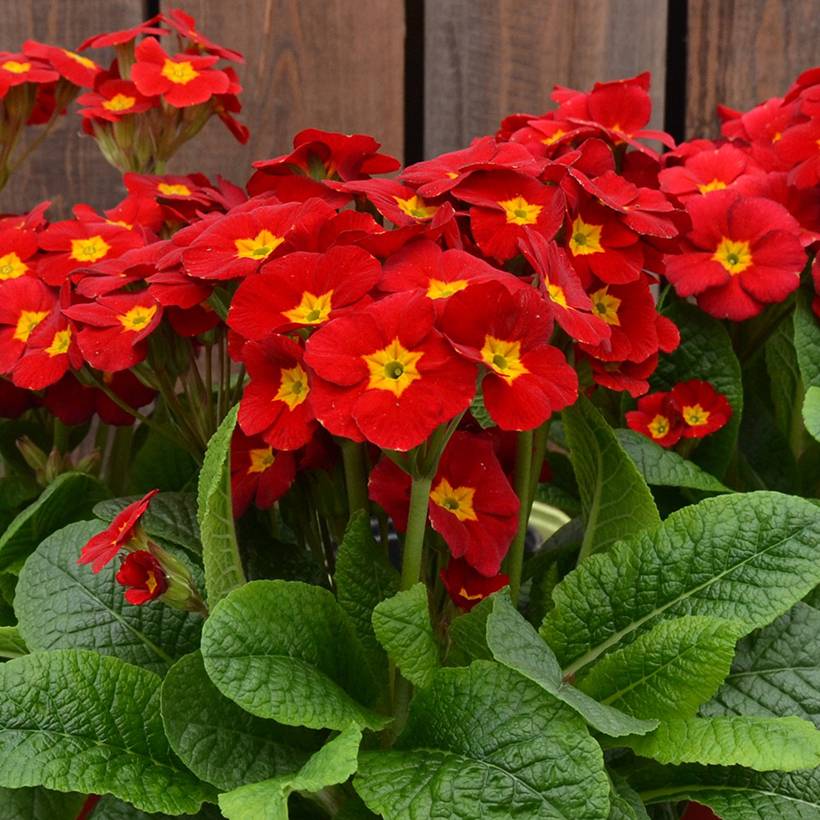 Promesse de Fleurs - Primevère - Primula elatior Veristar Late Red Mini-motte Ø 1,5/2,5 cm (par 5)