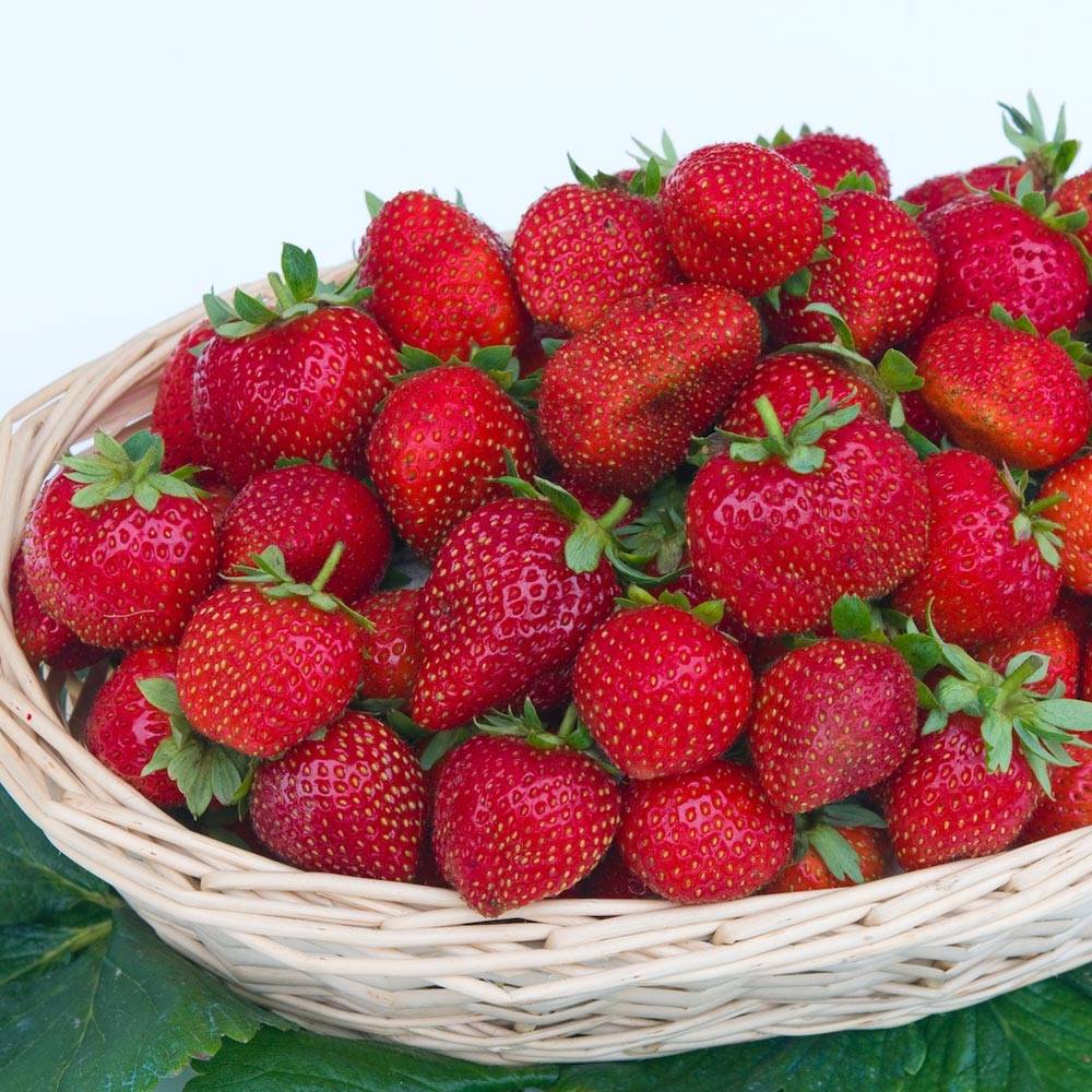 Promesse de Fleurs - Fraisier Gorella Petites Racines nues (par 10)