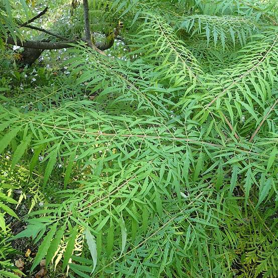 Sumac de Virginie - Rhus typhina Dissecta Pot de 3L/4L