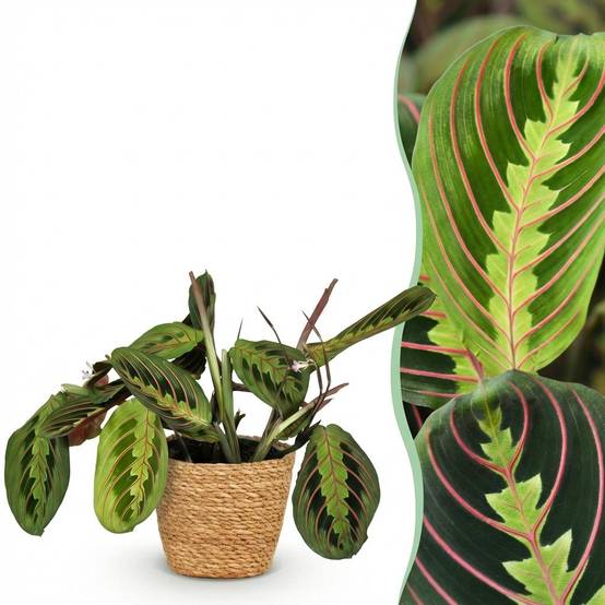 Maranta Fascinator Tricolour - H35cm - Image 1