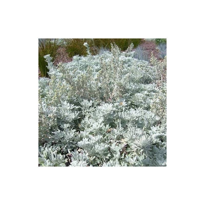 Armoise à feuilles de Cinéraire à fleurs Blanche/ - feuillage Persistant - Godet - 5/20 cm
