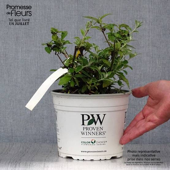 Buddleia White Chip - Arbre aux papillons nain Pot de 2L/3L - Image 2