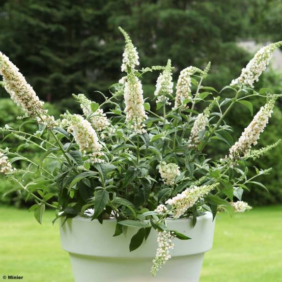 Buddleia White Chip - Arbre aux papillons nain Pot de 2L/3L - Image 1
