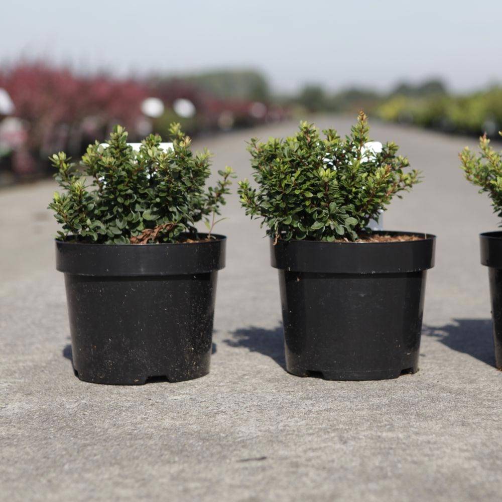 Promesse de Fleurs - Berberis thunbergii Kobold - Épine-vinette naine Pot de 2L/3L