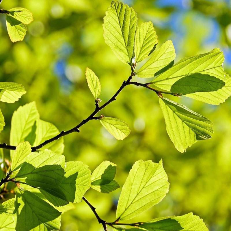 Parrotie de Perse, Parrotia - Godet - 5/20 cm - Image 1