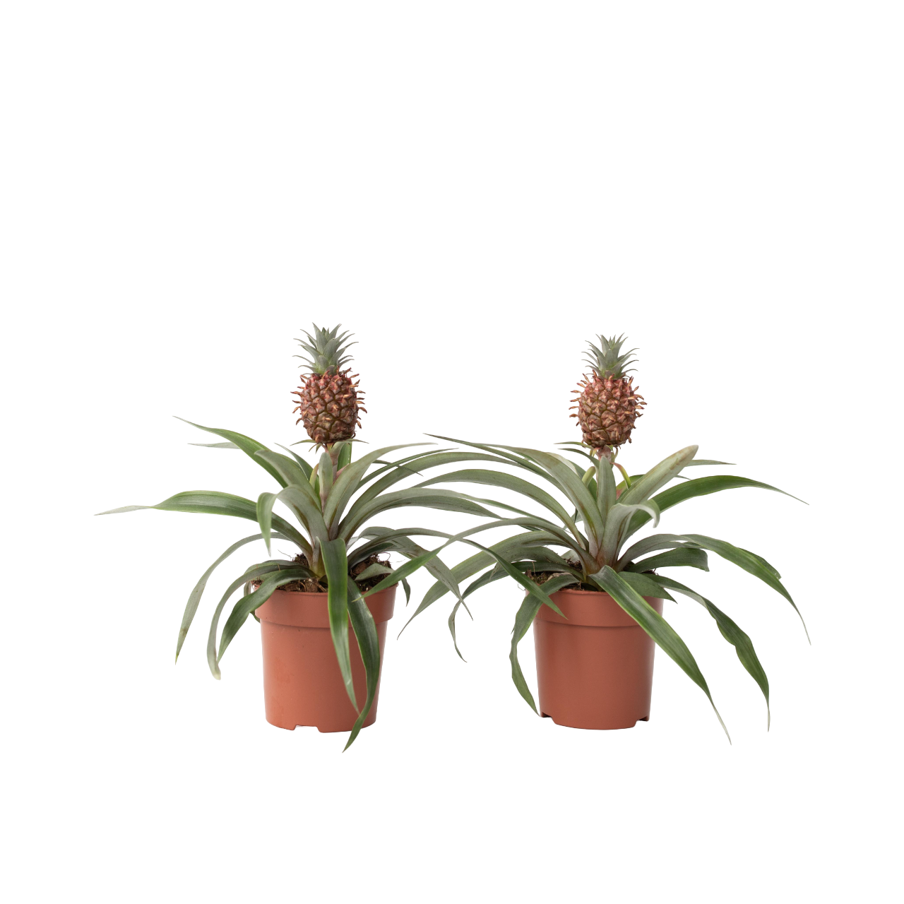 Plant In A Box - Ananas d'ornement - Set de 2 - Ananas comosus 'Mi Amigo' - H35-45cm - ⌀12cm - Image 1